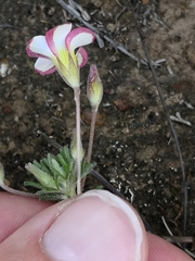 Oxalis tenuifolia