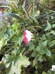 Salvia microphylla microphylla