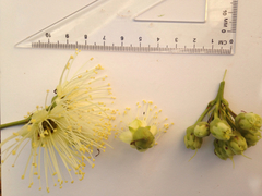 Xanthostemon verticillatus