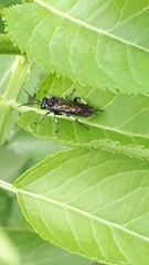 Macrophya albicincta