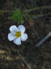 Oxalis tenuifolia