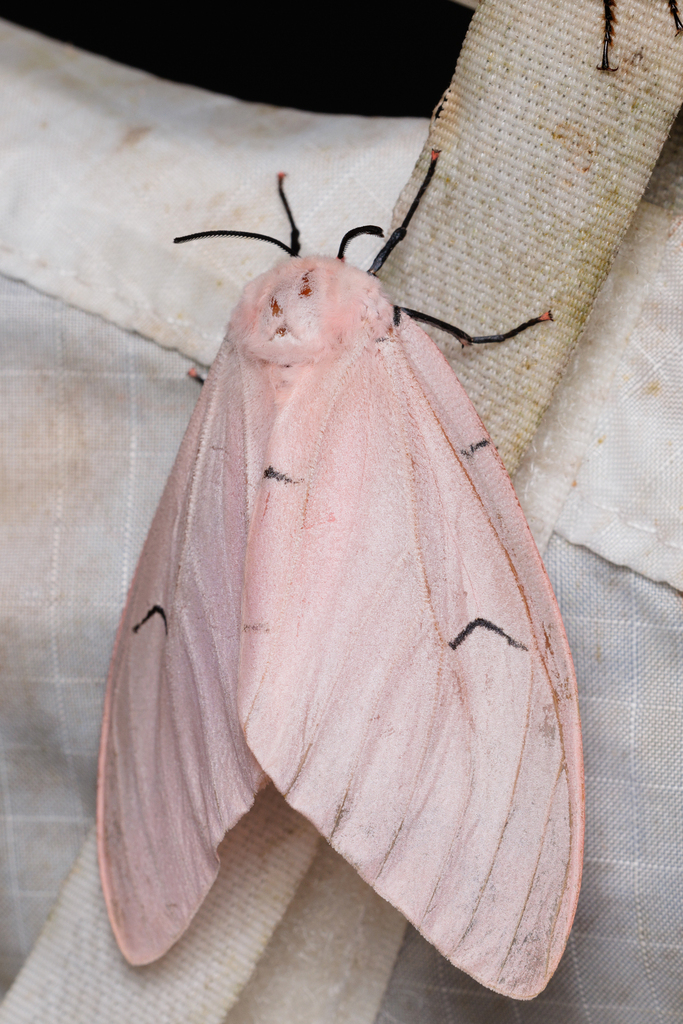 Lymantria brotea