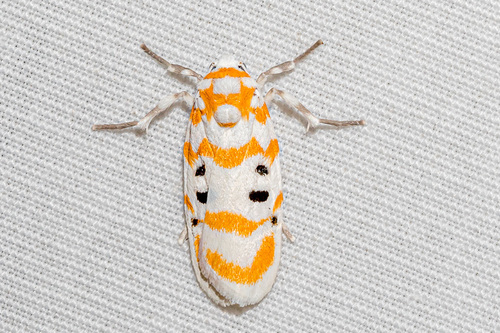Intercoma Cyana intercomma · iNaturalist