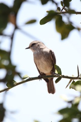 Bradornis microrhynchus