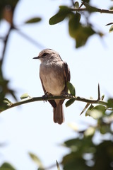 Bradornis microrhynchus