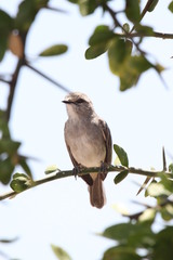 Bradornis microrhynchus