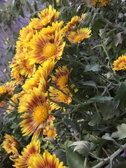 Chrysanthemum morifolium