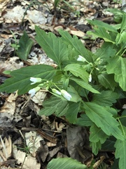 Cardamine diphylla