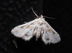 Parapoynx affinialis