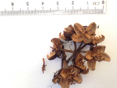 Xanthostemon verticillatus