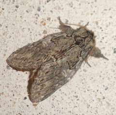 Peridea anceps