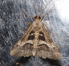 Isturgia disputaria