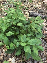 Cardamine diphylla