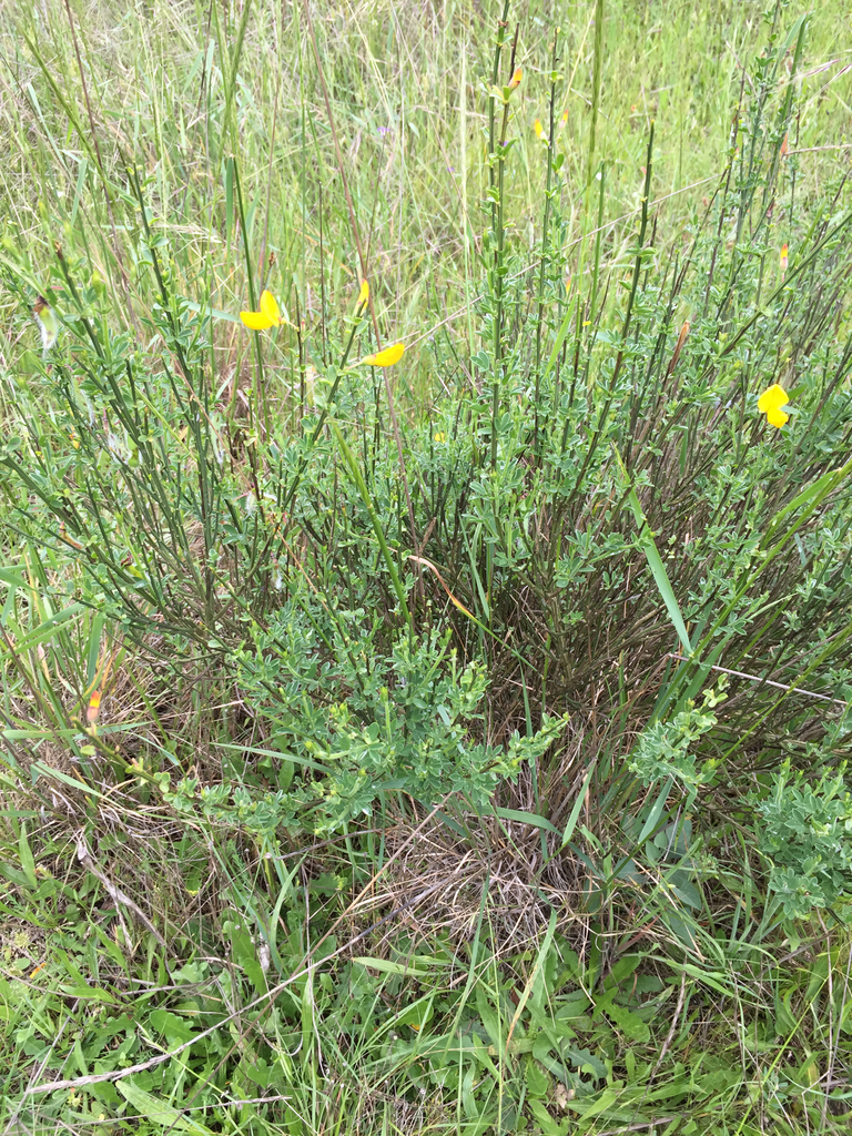 common broom (Beginners Guide to Canterbury Flora) · iNaturalist