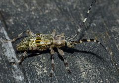 Hexatricha pulverulenta