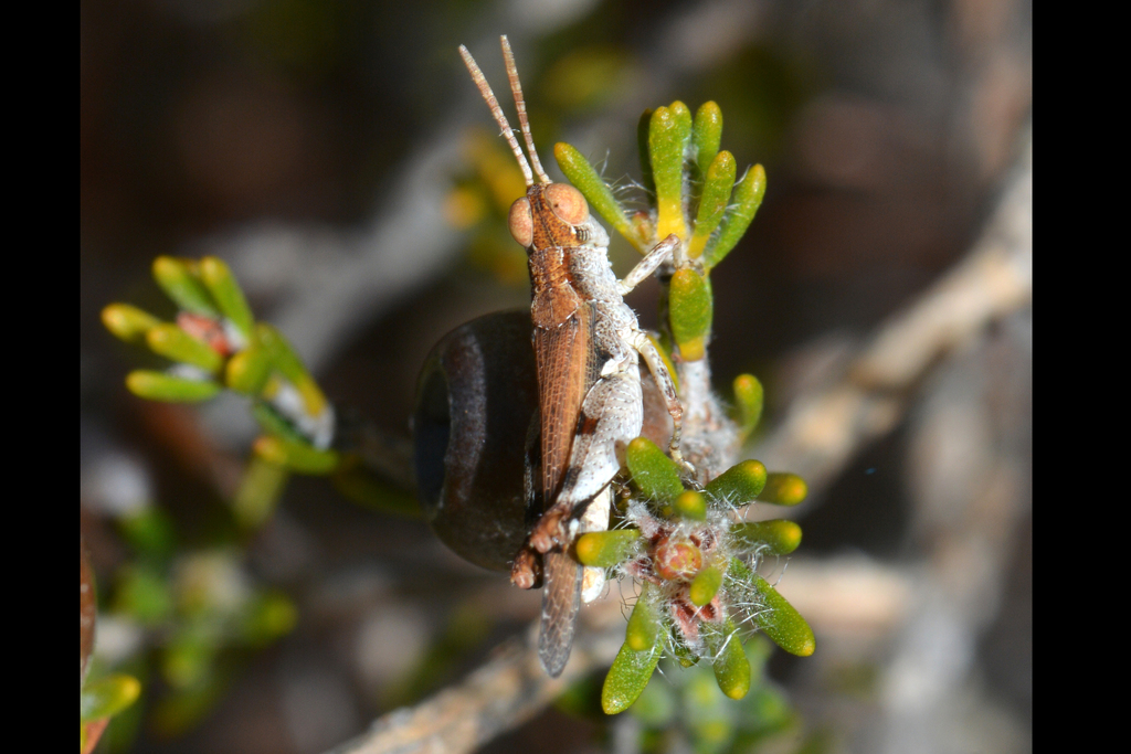 Minyacris occidentalis