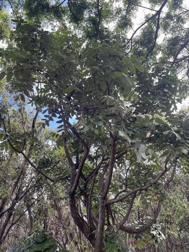Polyscias racemosa observed 2024-03-27