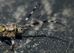 Hexatricha pulverulenta