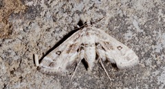 Parapoynx affinialis