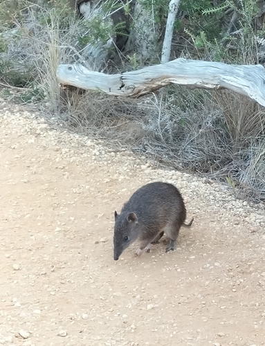 Southern Brown Bandicoot, Aireys Inlet - Fairhaven VIC 3231, Australia, photo 9 of 10
