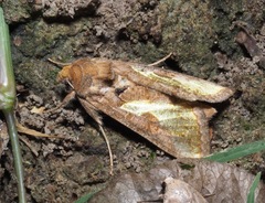 Thysanoplusia orichalcea