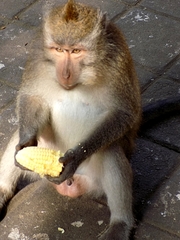 Macaca fascicularis