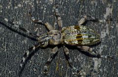 Hexatricha pulverulenta