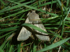 Orthosia gracilis