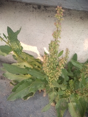 Rumex crispus