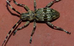 Hexatricha pulverulenta