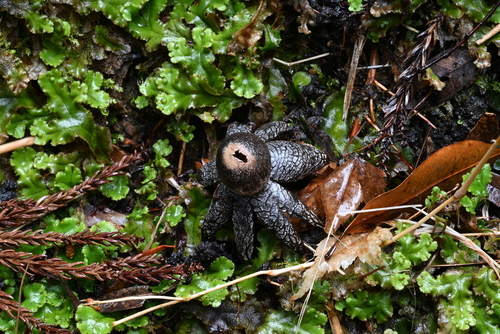 Astraeus hygrometricus