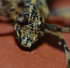 Hexatricha pulverulenta