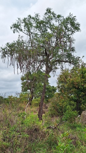 Long-pod-cassia (Cassia abbreviata)