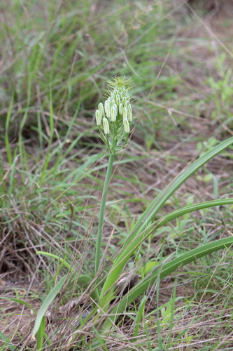 Albuca seineri