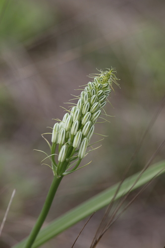Albuca seineri