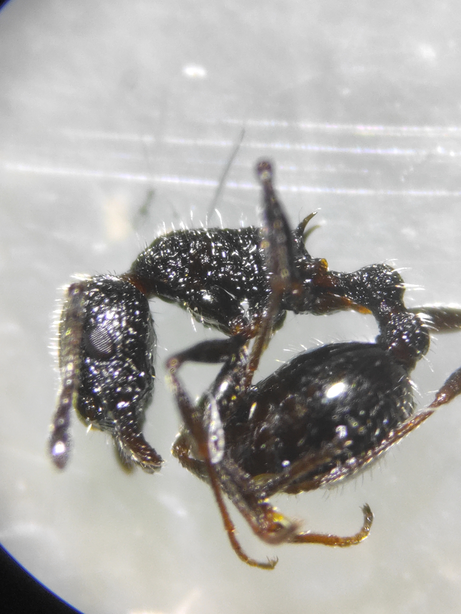 Temnothorax fuentei
