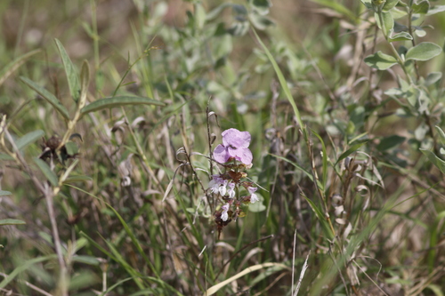 Image of Syncolostemon elliottii by (c) Karen Eichholz, some rights reserved (CC BY)