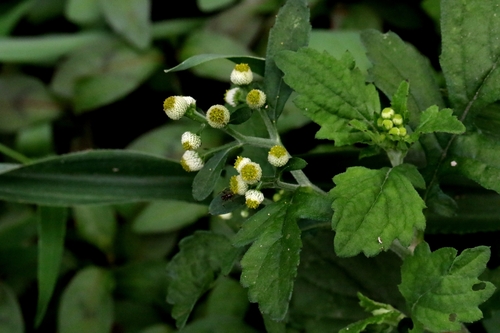 Image of Dichrocephala integrifolia by no rights reserved