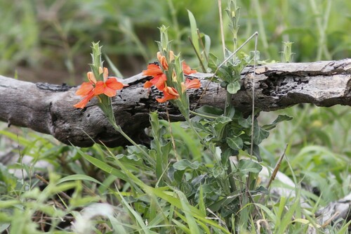Image of Crossandra mucronata by (c) Karen Eichholz, some rights reserved (CC BY)