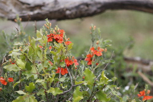 Image of Crossandra mucronata by (c) Karen Eichholz, some rights reserved (CC BY)