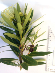 Xanthostemon verticillatus