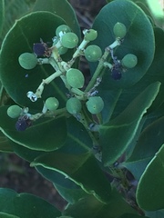 Olea capensis macrocarpa