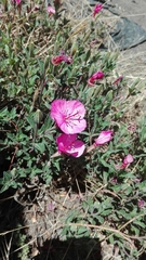 Oenothera deserticola