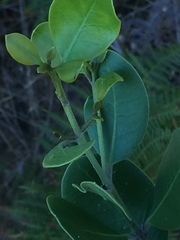 Olea capensis macrocarpa