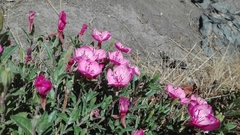 Oenothera deserticola