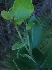 Olea capensis macrocarpa