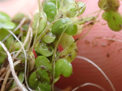 Image of Lemna Disperma (Lemna disperma) by (c) Leon Perrie, some rights reserved (CC BY)
