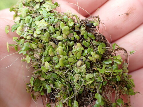 Image of Lemna Disperma (Lemna disperma) by (c) Leon Perrie, some rights reserved (CC BY)