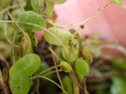 Image of Lemna Disperma (Lemna disperma) by (c) Leon Perrie, some rights reserved (CC BY)
