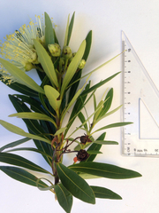 Xanthostemon verticillatus